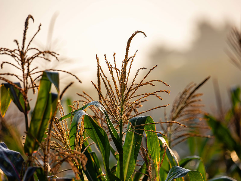 Corn Seed Image