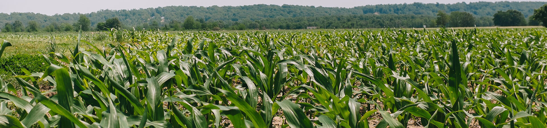 Field of corn.