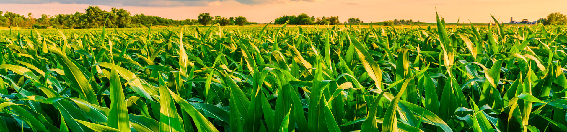 Corn field at Sunset.