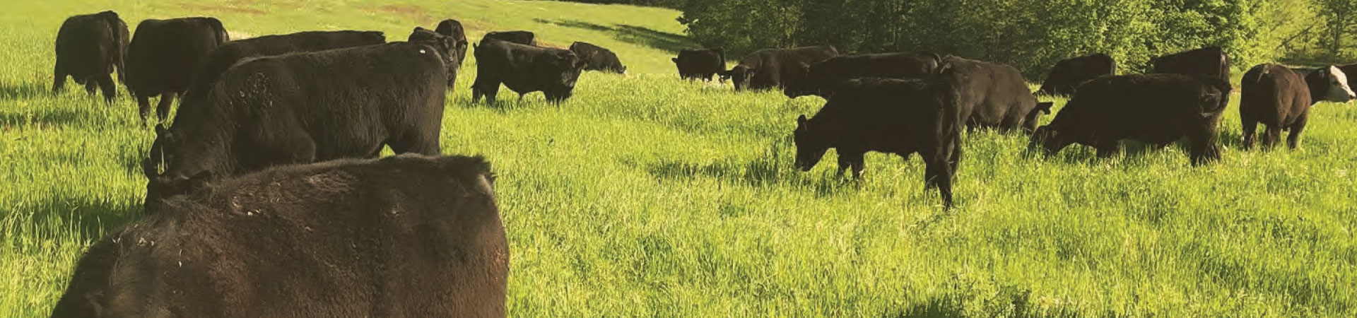 Cows grazing on Revere Forage Products