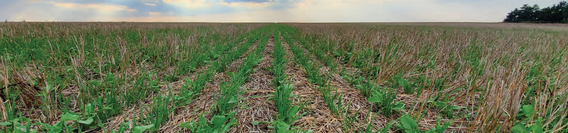 Revere Small Seed and Cover Crop Products