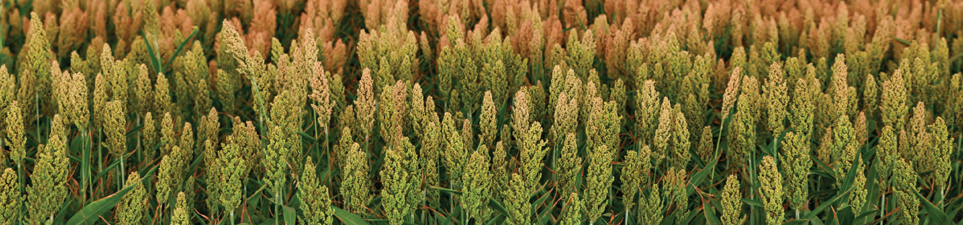 Grain Sorghum Products by Revere Seed