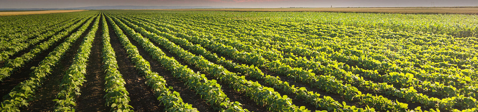 Field of soybeans.