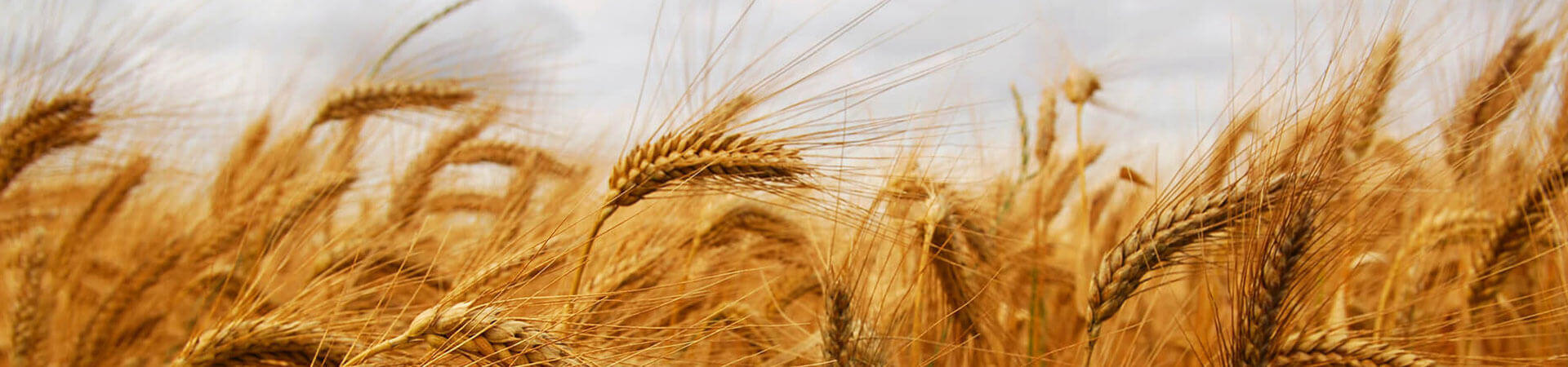 Field of Wheat.