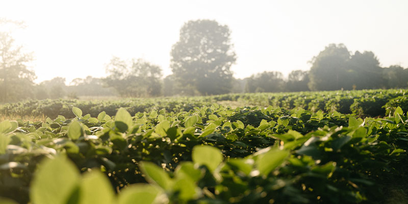 Revere Seed - Unbridled Integrity