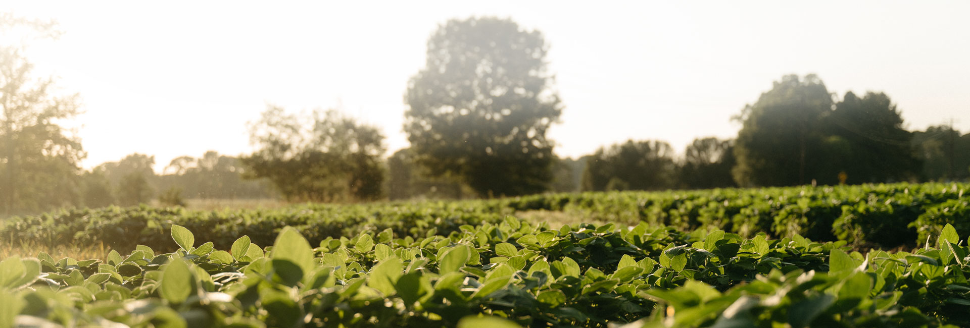 Revere Seed - Unbridled Integrity