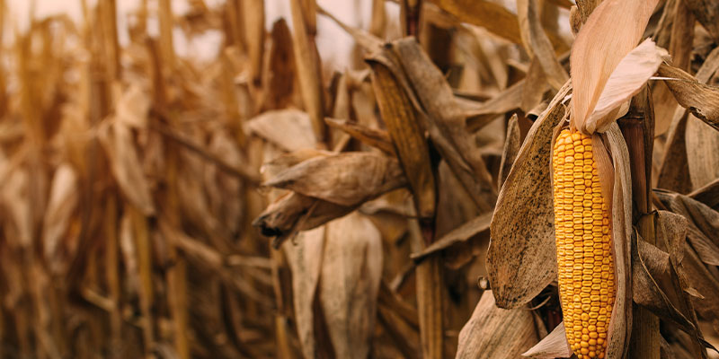 Revere Seed - Unbridled Yield