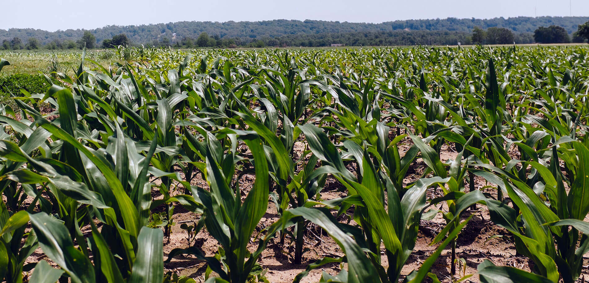 Up close shot of Corn in a field.