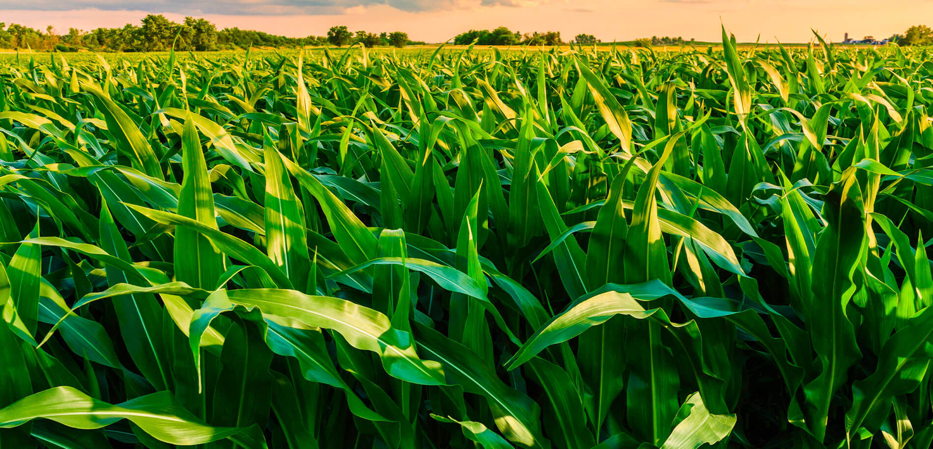 Up close shot of Corn in a field at Sunset.