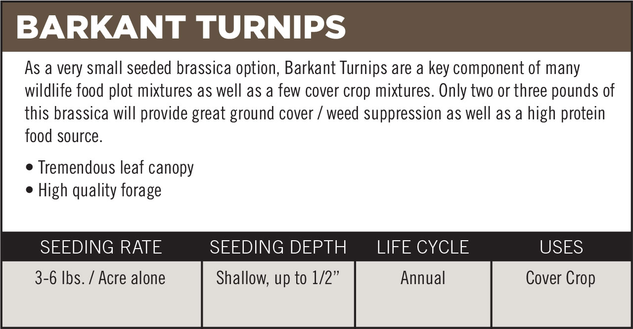 Barkant Turnips
