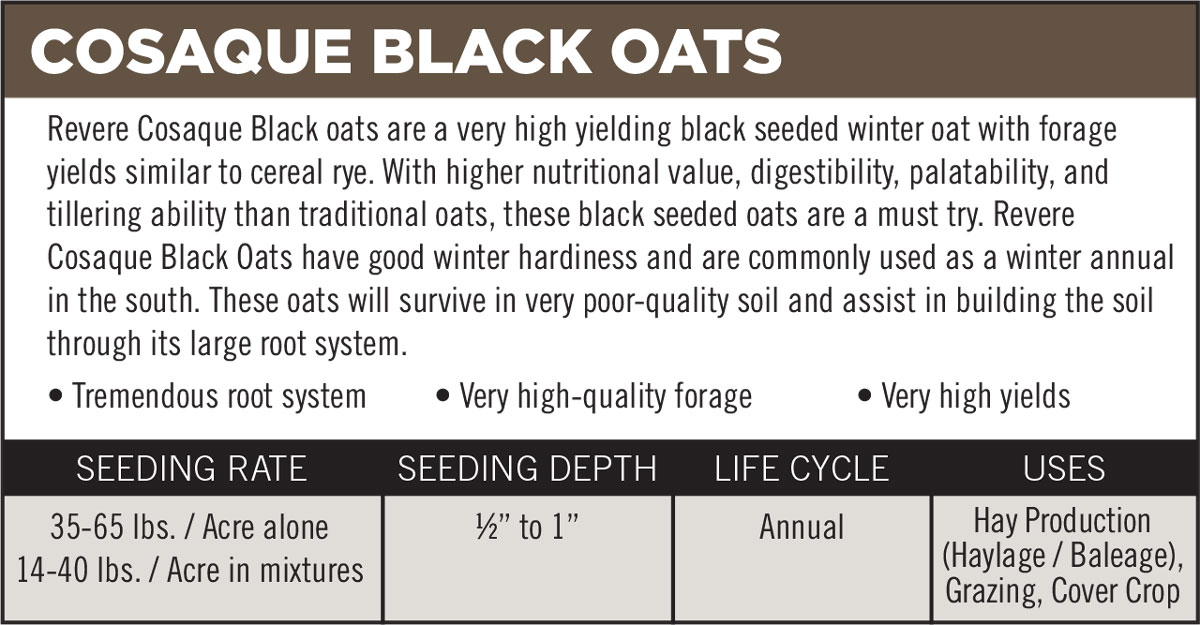 Cosaque Black Oats