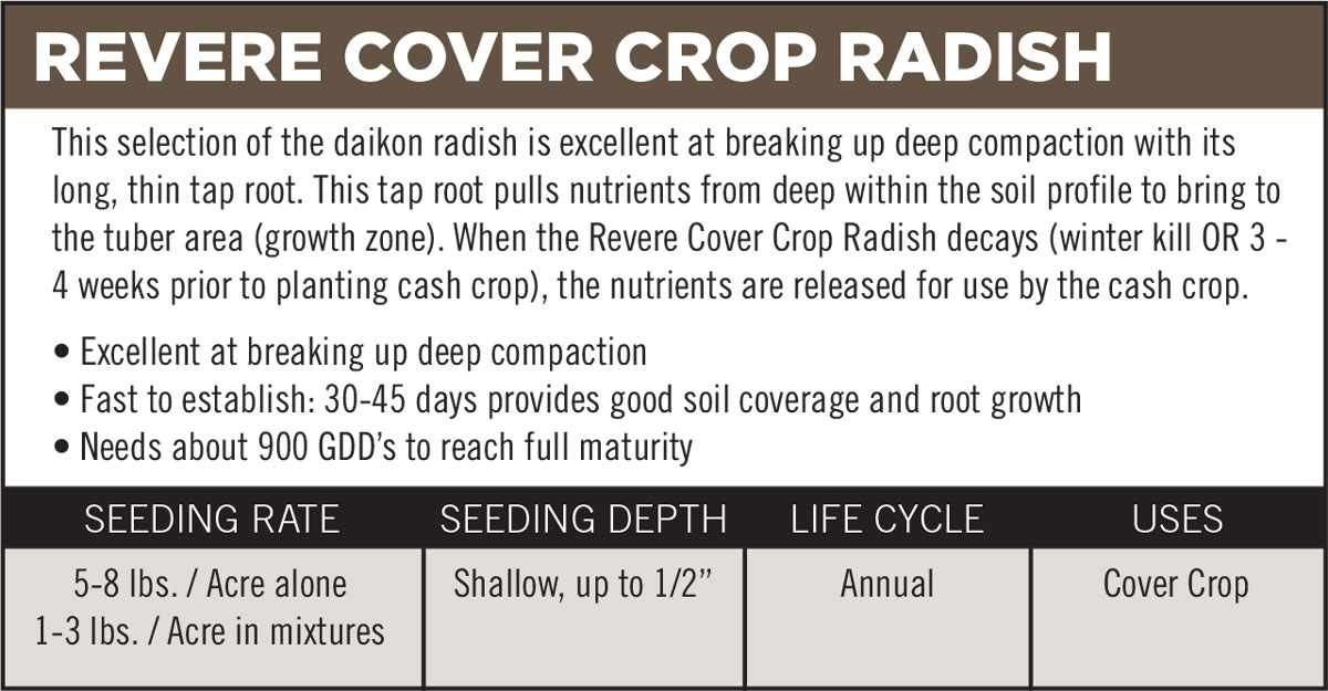 Revere Cover Crop Radish