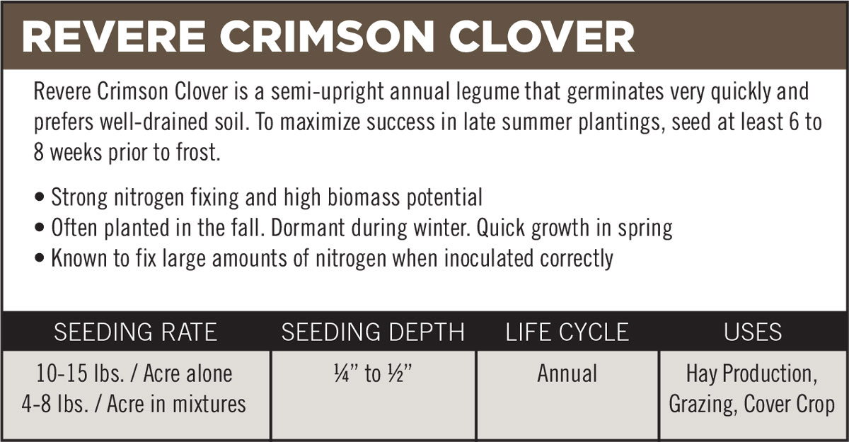 Revere Crimson Clover
