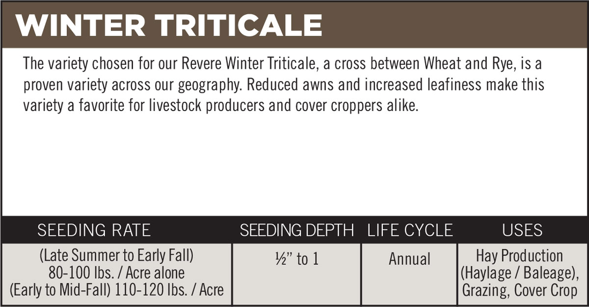 Winter Triticale