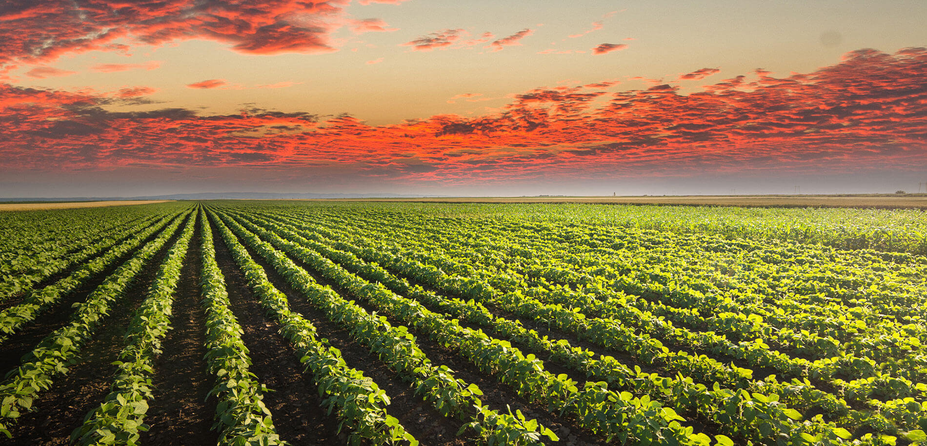 Soybeans in a field at Sunset.